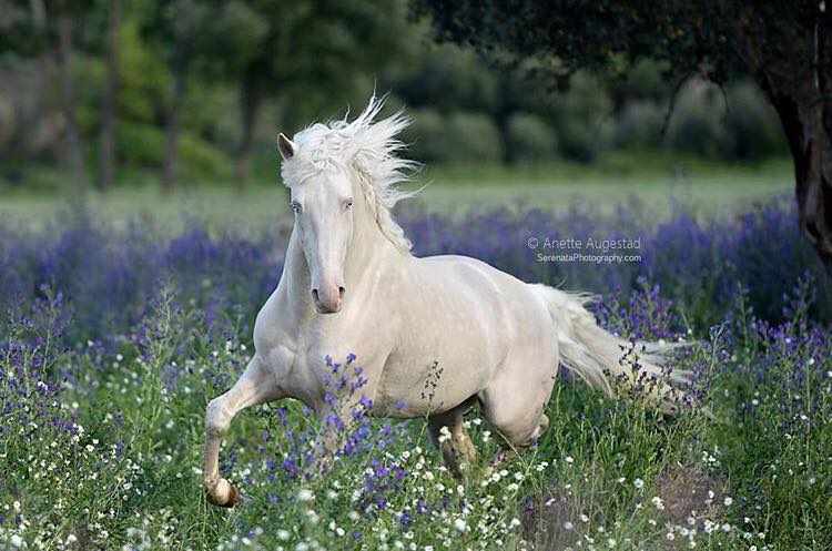 Cremello Lusitano Stallions